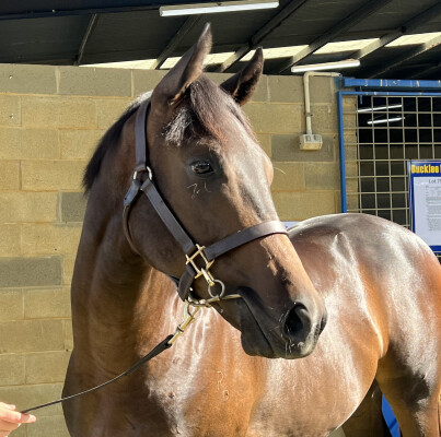 Lot 315: Harry Angel (IRE) / Meridian