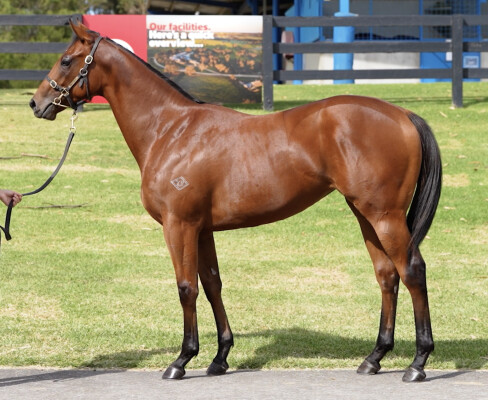 Lot 56: Blue Point (IRE) / Badia