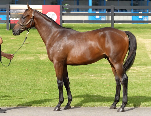 Lot 352: Too Darn Hot (GB) / Nevershotthedeputy