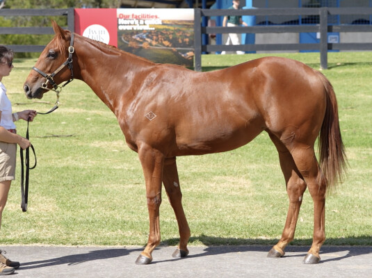 Lot 446: Street Boss (USA) / Seatonic