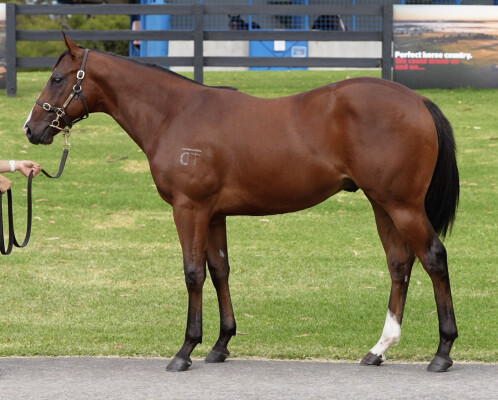 Lot 576: Captivant / Alla Breve