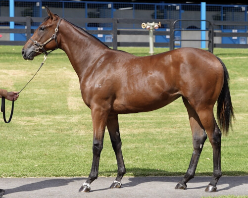 Lot 691: Rubick / Miss Belisa