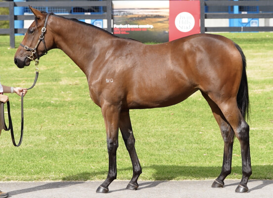 Lot 572: Tiger of Malay / Akeed Cashcade