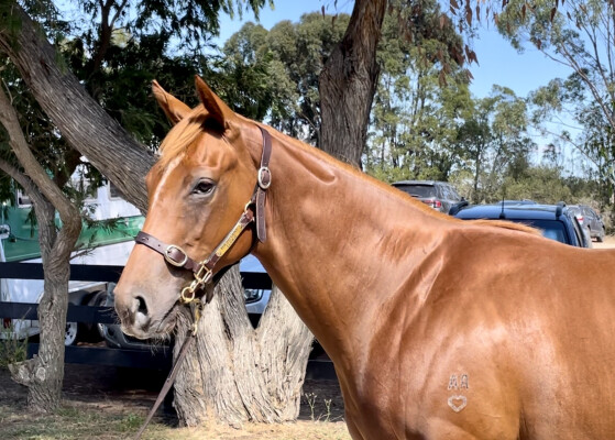 Lot 681: Magnus / Lisa in Green