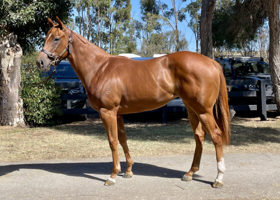 Lot 681: Magnus / Lisa in Green