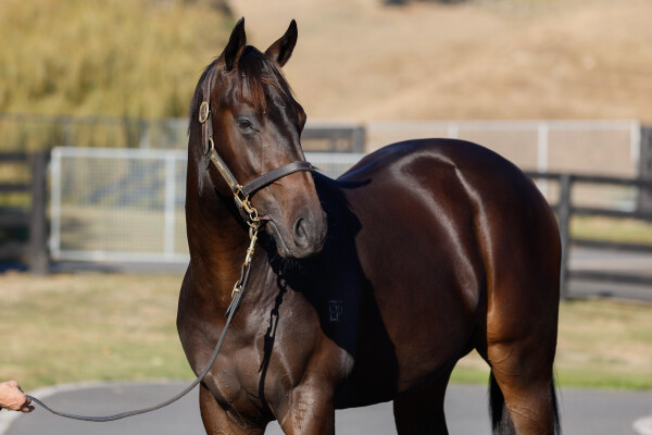 Lot 35: Per Incanto (USA) / Lucia Valentina (NZ)