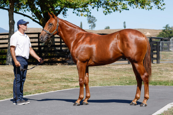 Lot 49: Per Incanto (USA) / Maria Luisa