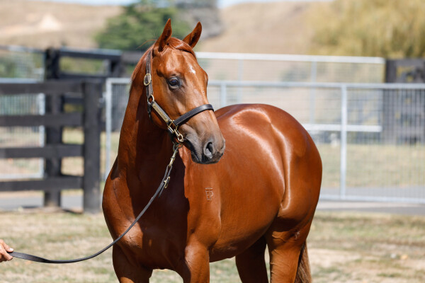 Lot 49: Per Incanto (USA) / Maria Luisa