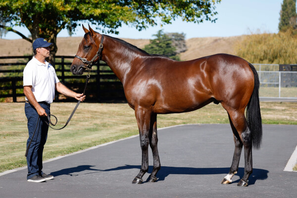 Lot 90: Ardrossan / O'Misty (NZ)