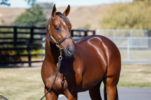 Lot 90: Ardrossan / O'Misty (NZ)