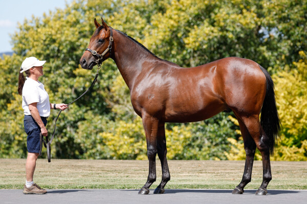 Lot 353: I Am Invincible / Eleonora (NZ)