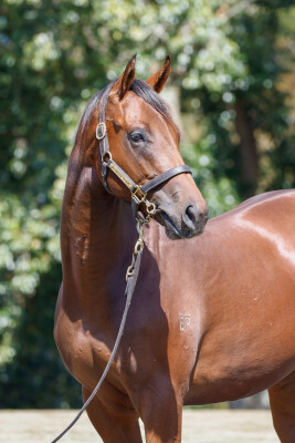 Lot 353: I Am Invincible / Eleonora (NZ)