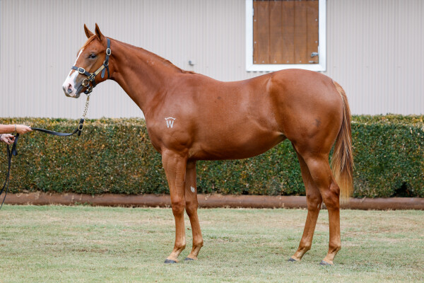 Lot 101: Written Tycoon / Passarelle