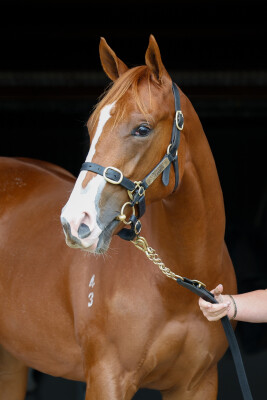 Lot 101: Written Tycoon / Passarelle