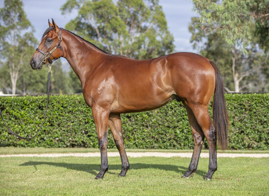 Lot 7: St Mark's Basilica (FR) / Just Fabulous (NZ)