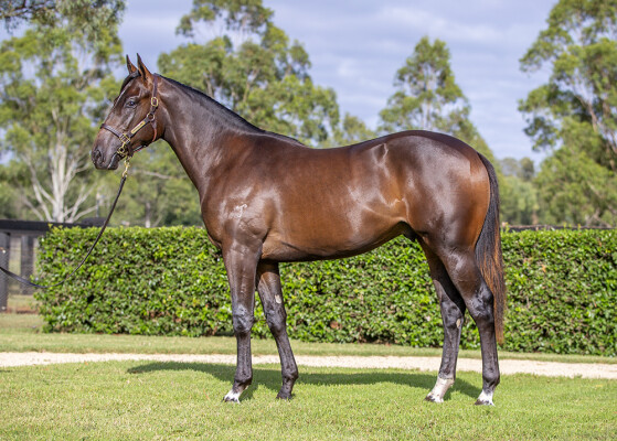 Lot 87: I Am Invincible / Noor Sahara (IRE)