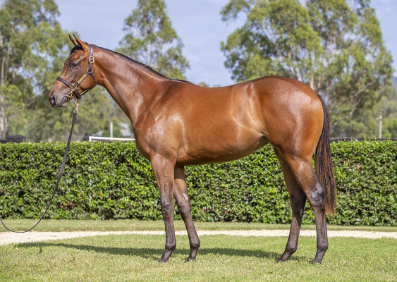 Lot 196: I Am Invincible / Subpoenaed (NZ)