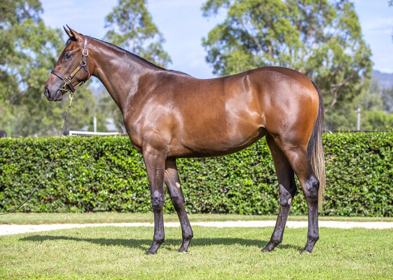 Lot 266: I Am Invincible / Zou Dancer