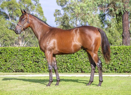 Lot 271: Snitzel / Advance Party
