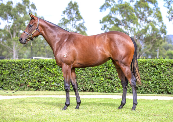 Lot 304: I Am Invincible / Bonham