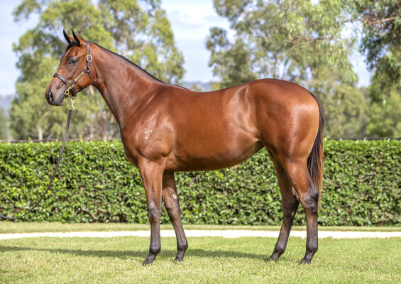 Lot 323: I Am Invincible / Chequerboard