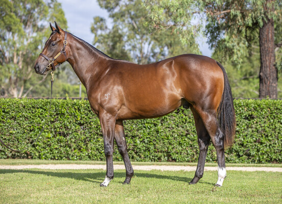 Lot 340: Home Affairs / Dancing Express