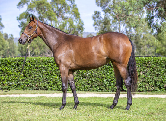 Lot 404: I Am Invincible / Hint of Pink (IRE)