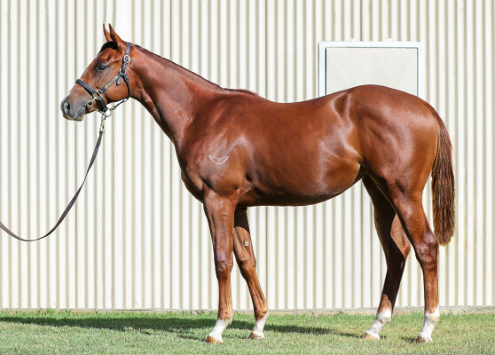 Lot 12: Written Tycoon / Khalama