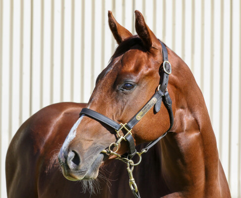 Lot 12: Written Tycoon / Khalama