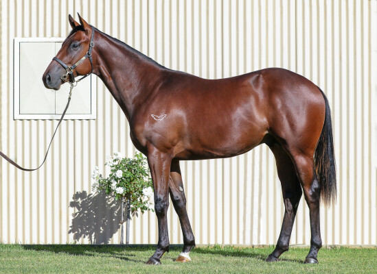 Lot 97: Toronado (IRE) / Orlando Grove