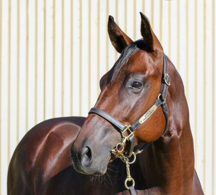 Lot 97: Toronado (IRE) / Orlando Grove