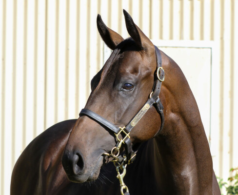 Lot 113: Too Darn Hot (GB) / Psychic