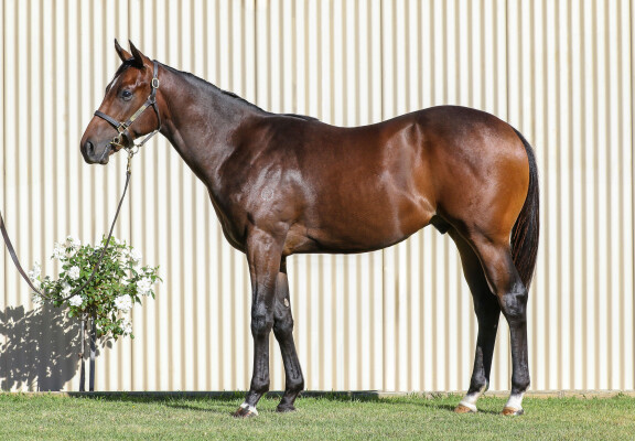 Lot 344: Pinatubo (IRE) / Demasheen