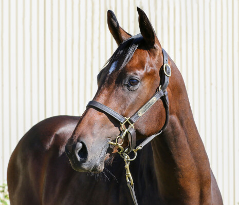 Lot 344: Pinatubo (IRE) / Demasheen