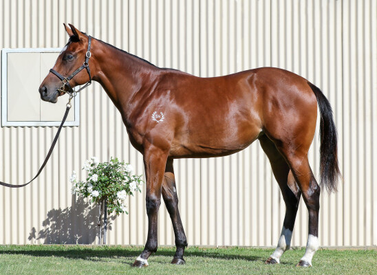 Lot 375: So You Think (NZ) / Fife