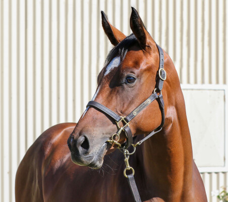 Lot 375: So You Think (NZ) / Fife