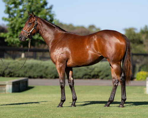Lot 15: I Am Invincible / L'Cosmo