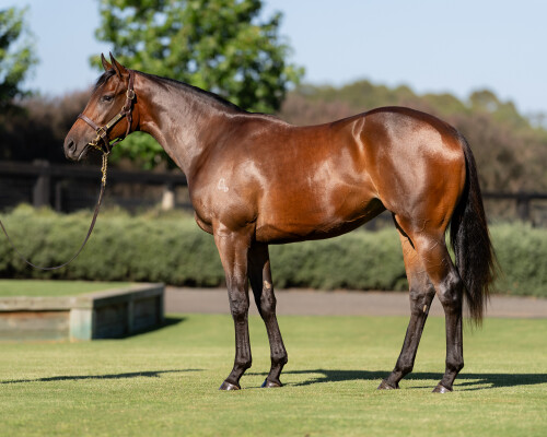 Lot 55: So You Think (NZ) / Merited