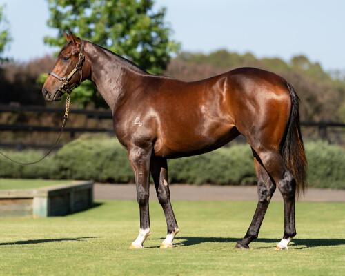 Lot 222: Zoustar / Threeood