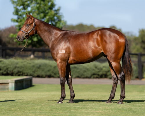 Lot 251: Zoustar / Vulpine