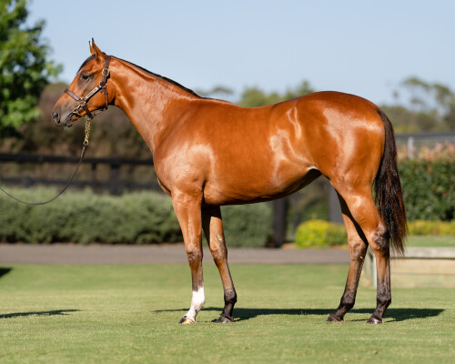 Lot 295: Maurice (JPN) / Bella Rosa