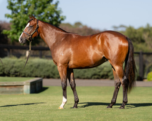 Lot 355: Snitzel / Endean Rose (NZ)