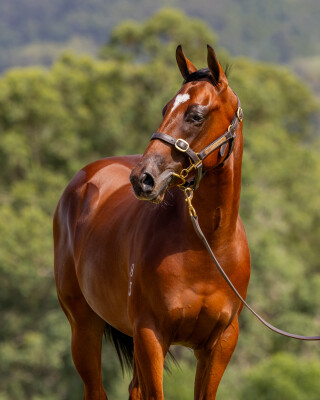 Lot 23: Deep Field / Lashes