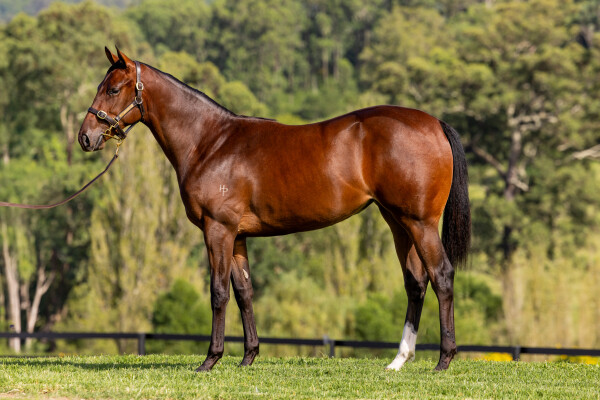 Lot 188: The Autumn Sun / Star Salute