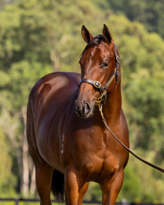 Lot 188: The Autumn Sun / Star Salute