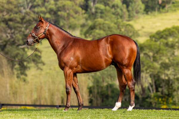 Lot 232: Blue Point (IRE) / True Faith