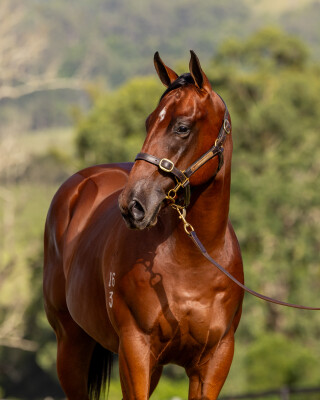 Lot 232: Blue Point (IRE) / True Faith