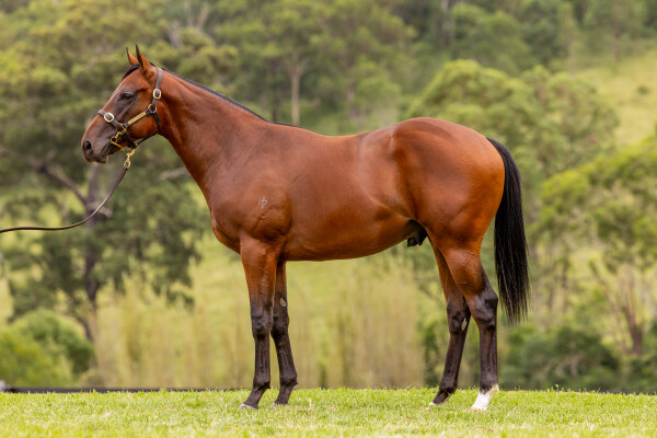 Lot 239: Too Darn Hot (GB) / Under Lights