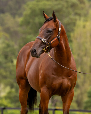 Lot 239: Too Darn Hot (GB) / Under Lights