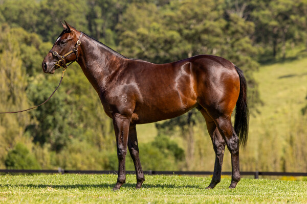 Lot 269: So You Think (NZ) / Acouplamas